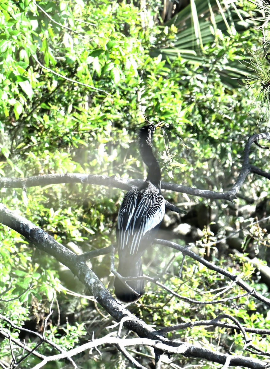 Anhinga Americana - ML617258910