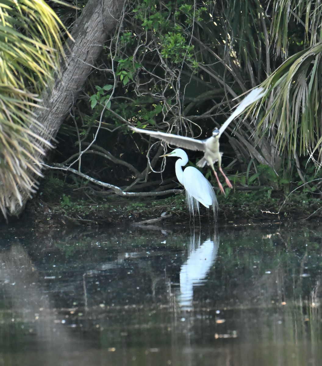 Black-crowned Night Heron - ML617258939