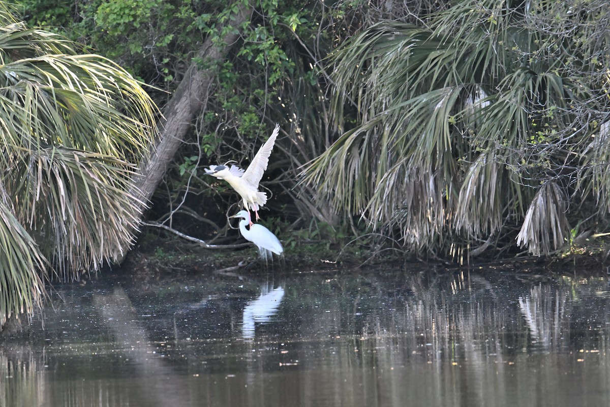 Black-crowned Night Heron - ML617258940