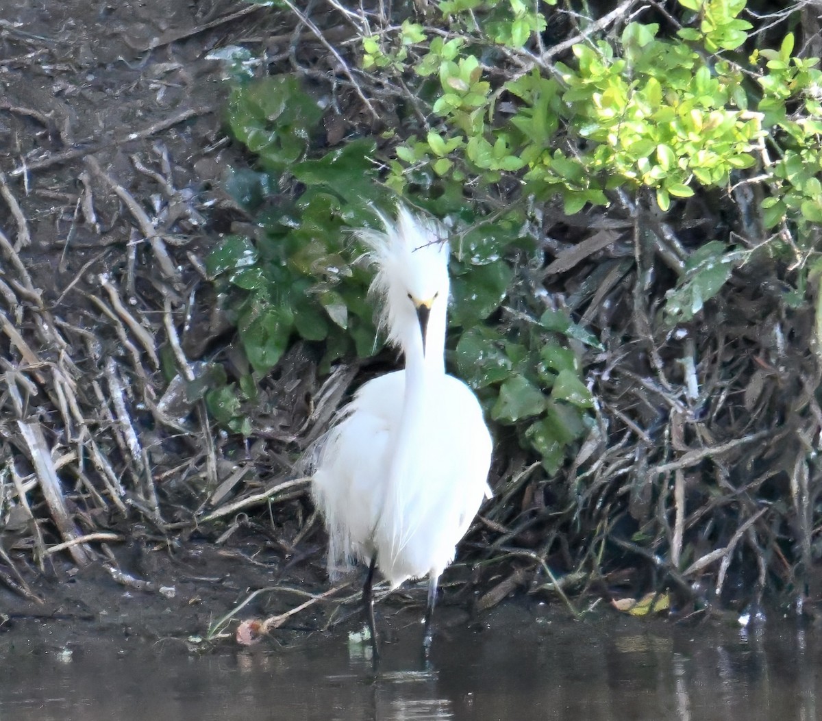 Snowy Egret - ML617258951