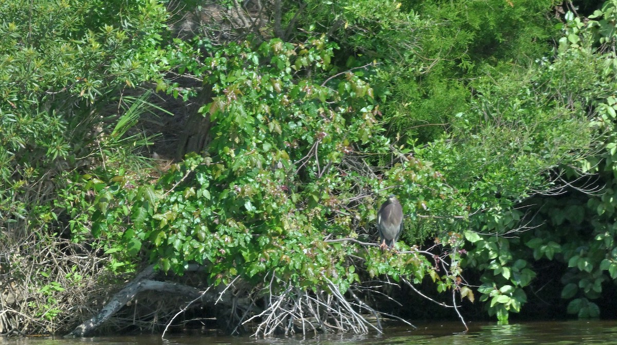 Green Heron - ML617258984