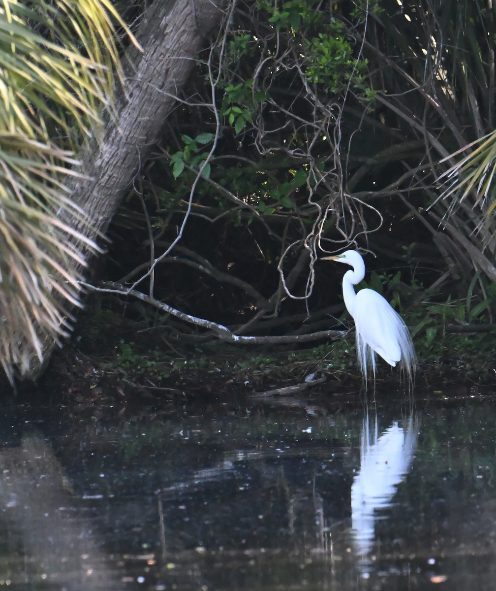 Great Egret - ML617258987