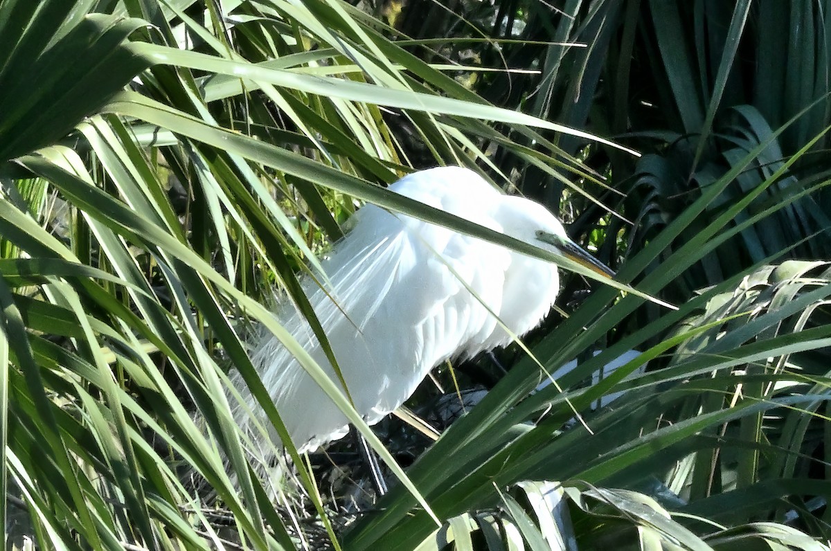 Great Egret - ML617258988