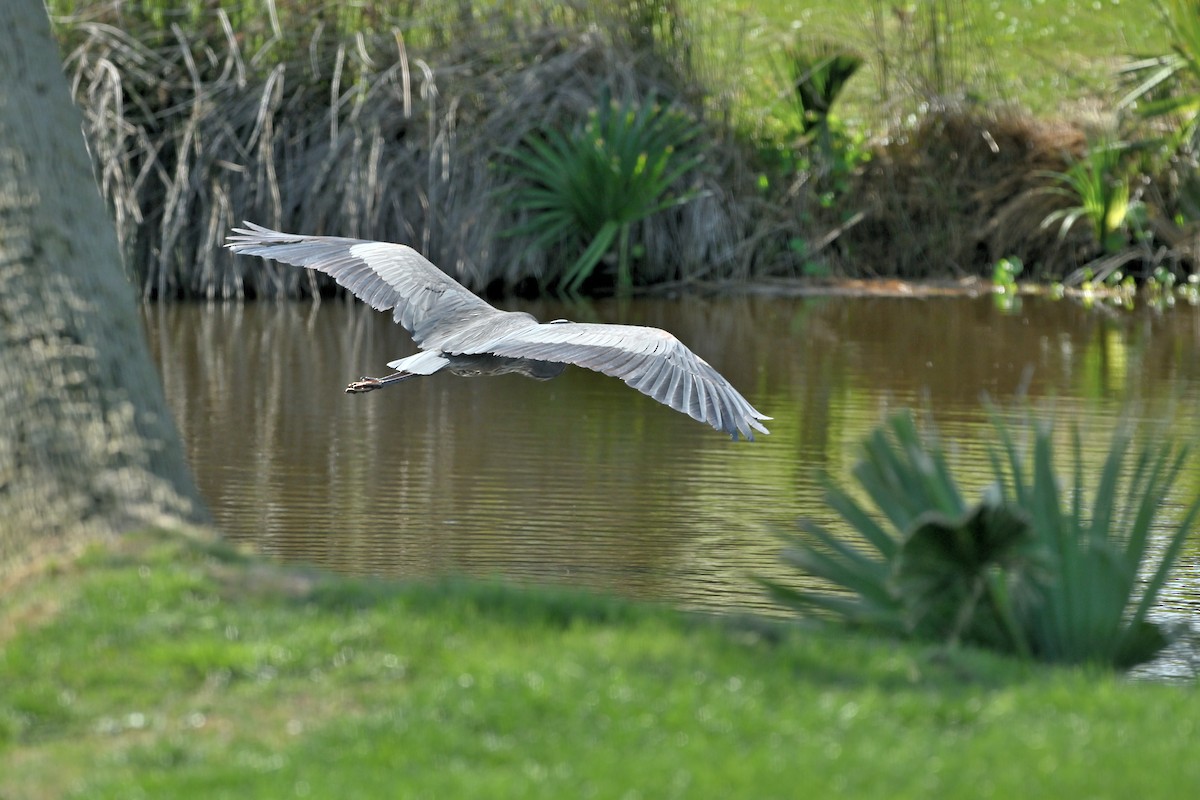 Great Blue Heron - ML617258992