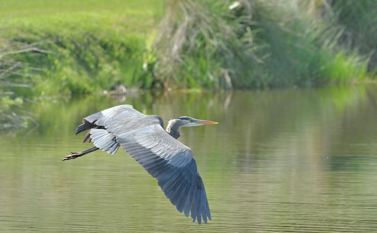 Garza Azulada - ML617258993