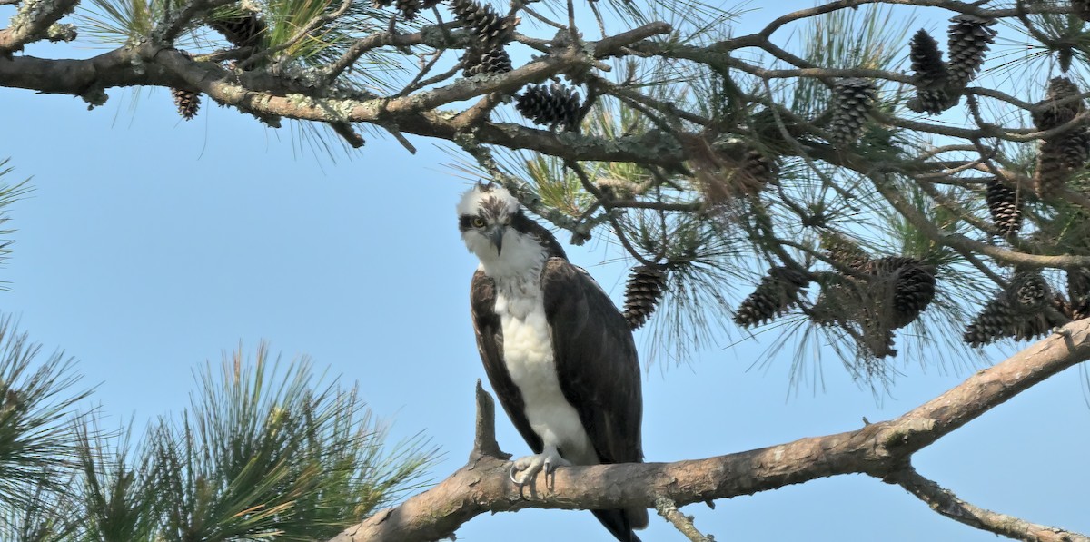 Águila Pescadora - ML617259021