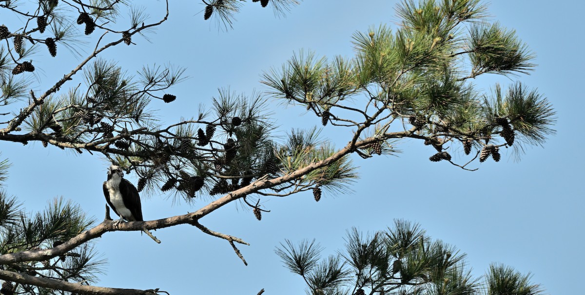 Águila Pescadora - ML617259022