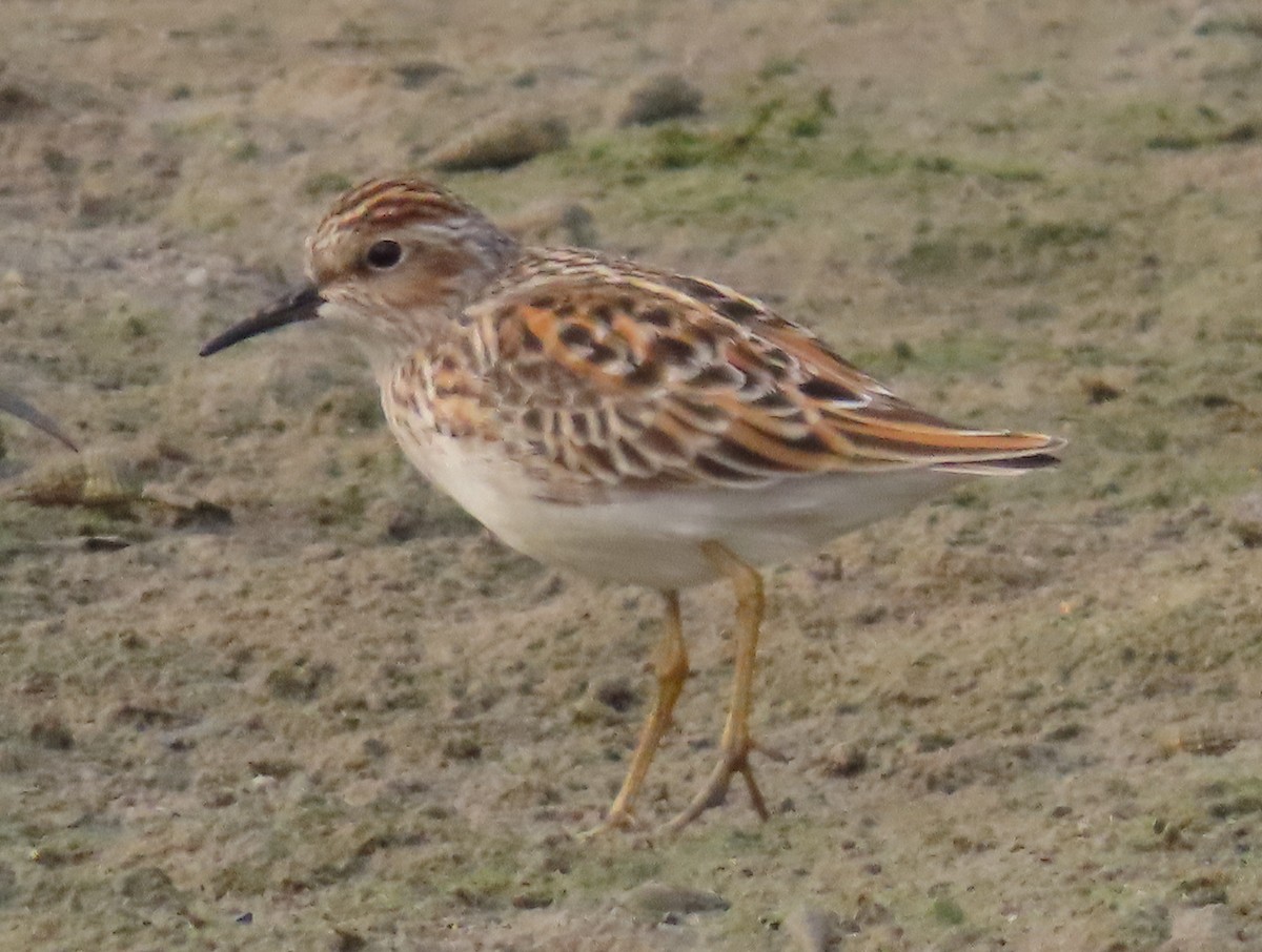 langtåsnipe - ML617259023