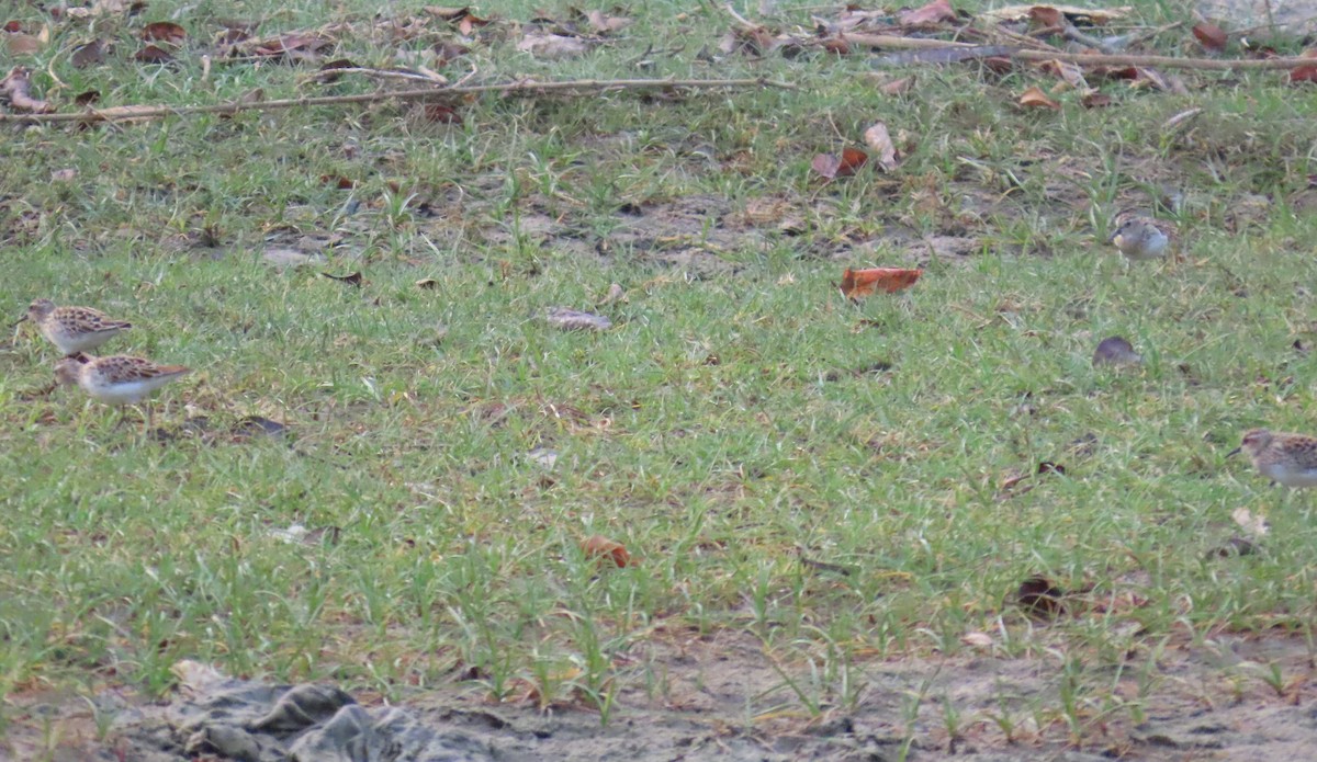 Long-toed Stint - Paul Aston