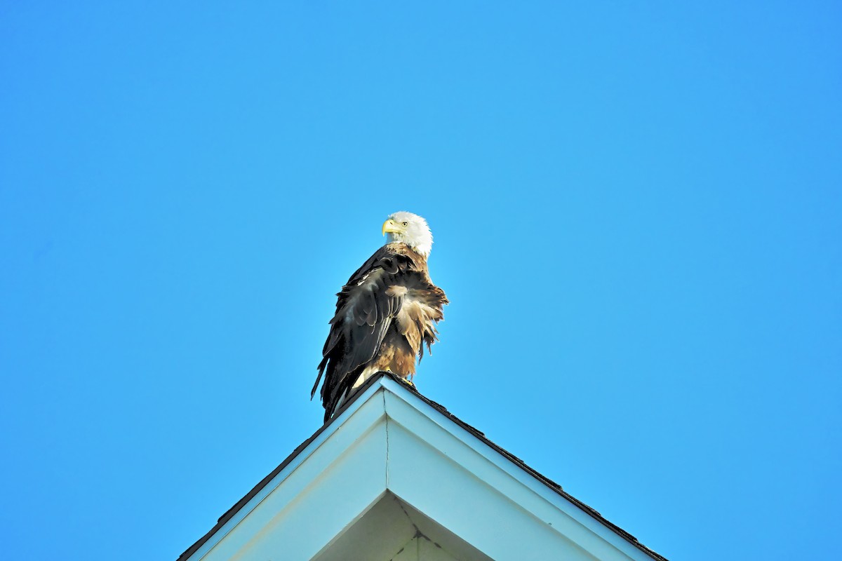 Bald Eagle - ML617259032