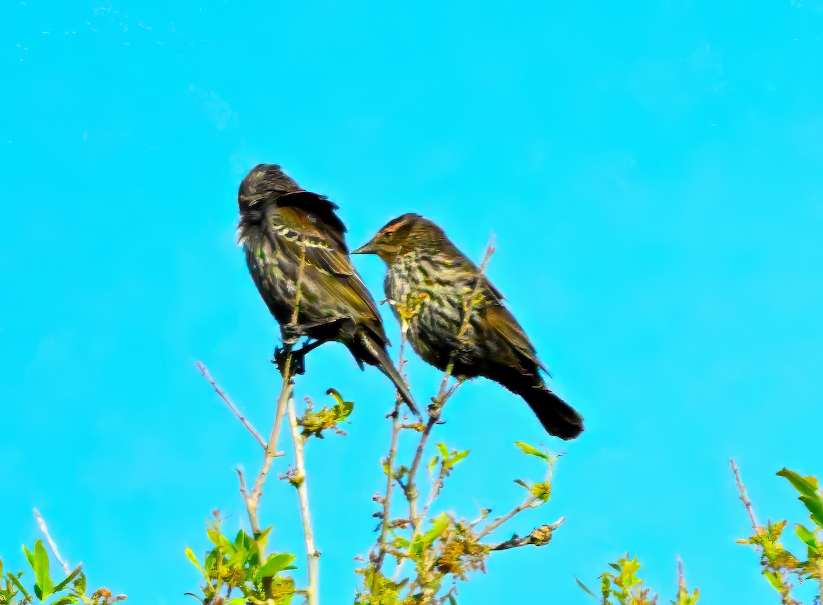 European Starling - Alan Fink