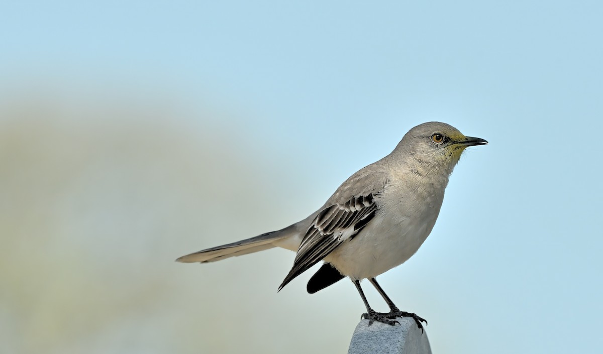 Northern Mockingbird - ML617259055