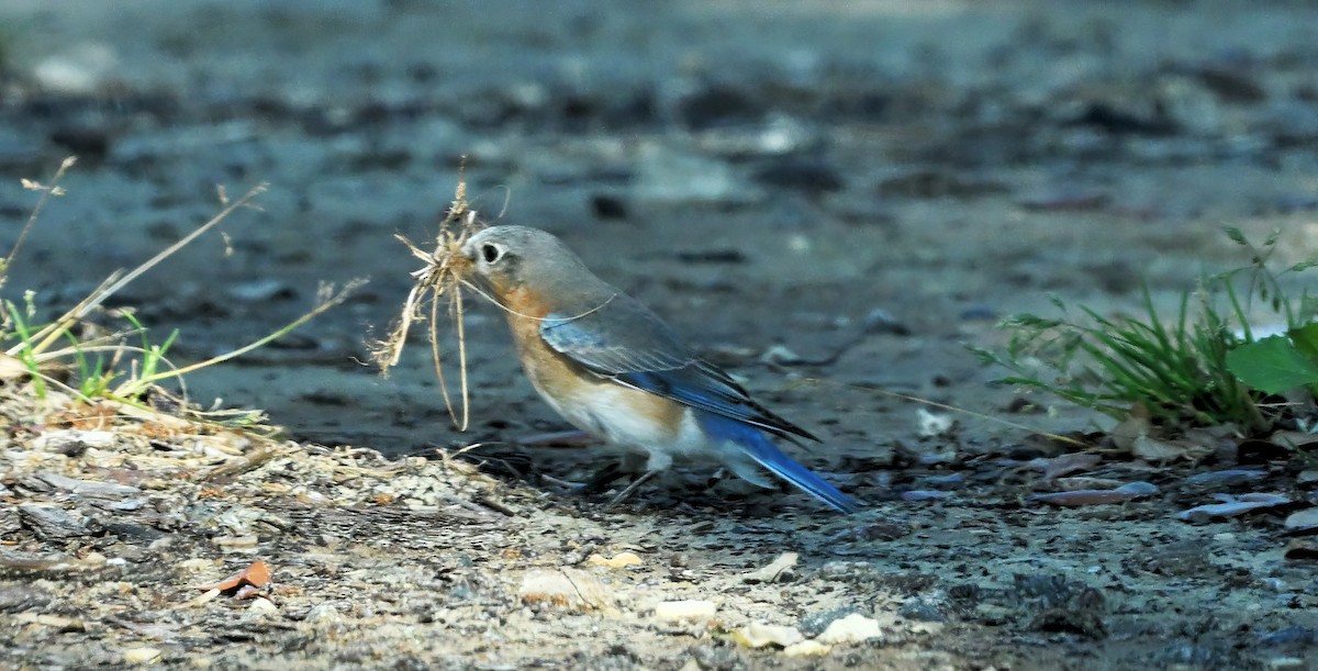 Eastern Bluebird - ML617259060