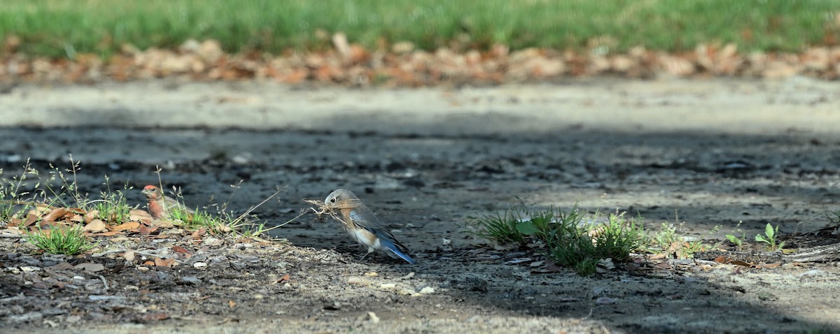 House Finch - ML617259066