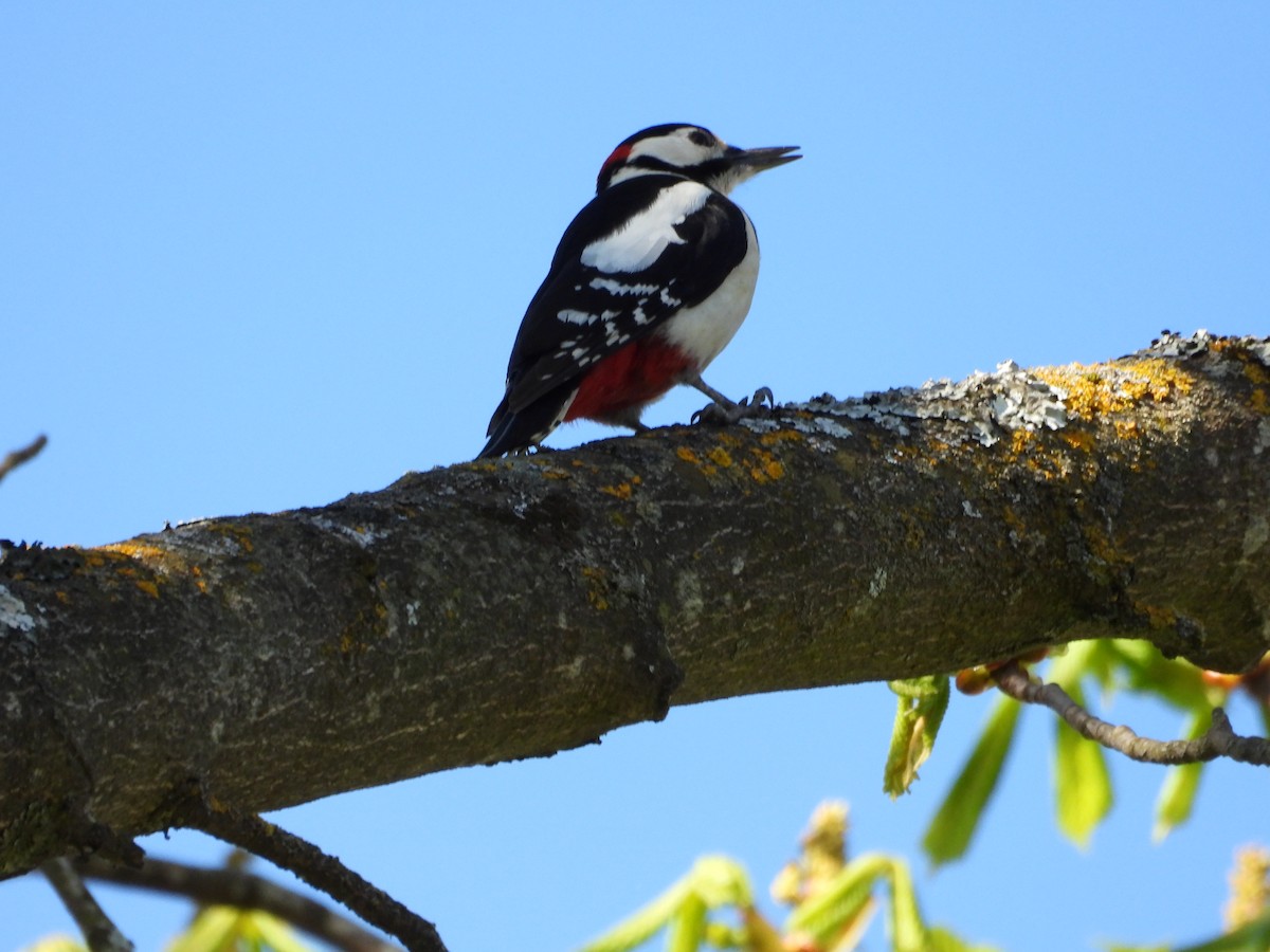 Great Spotted Woodpecker - ML617259080