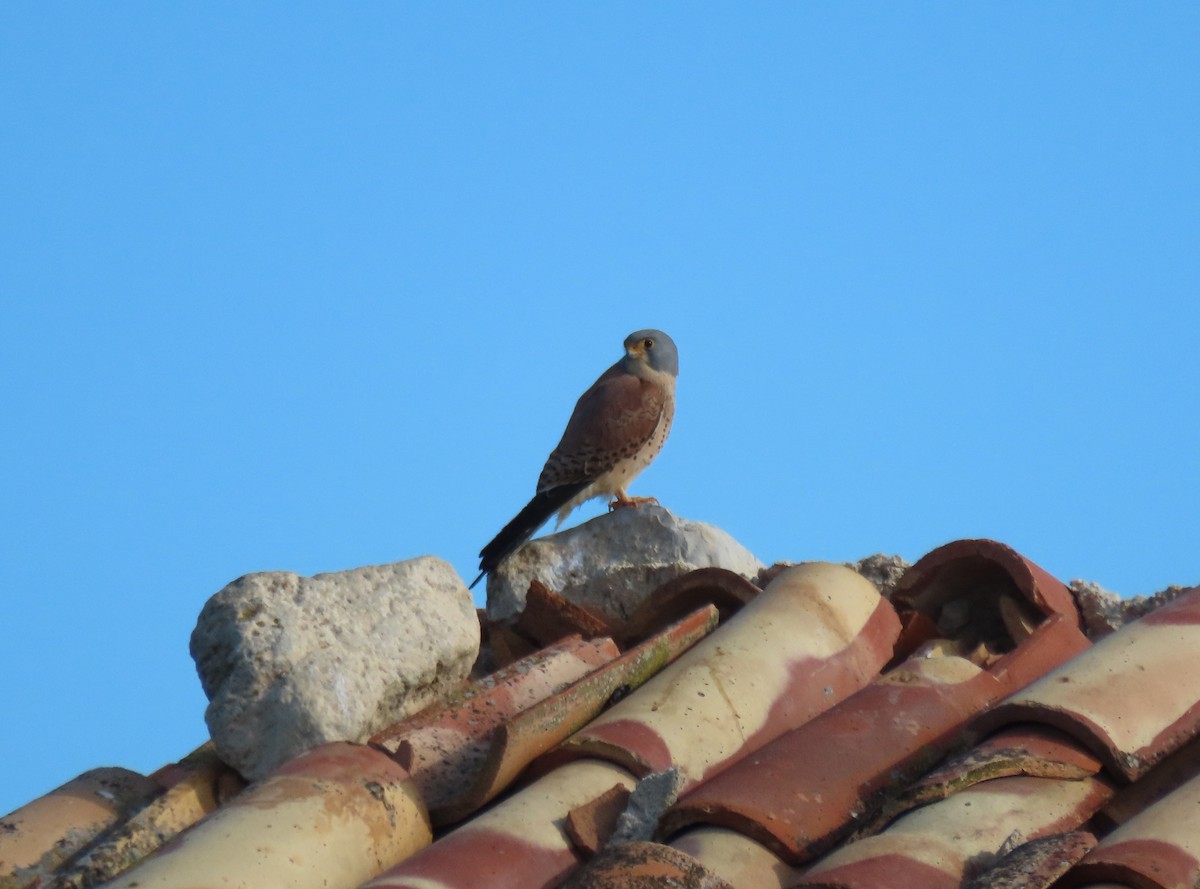 Lesser Kestrel - Juan Castejón