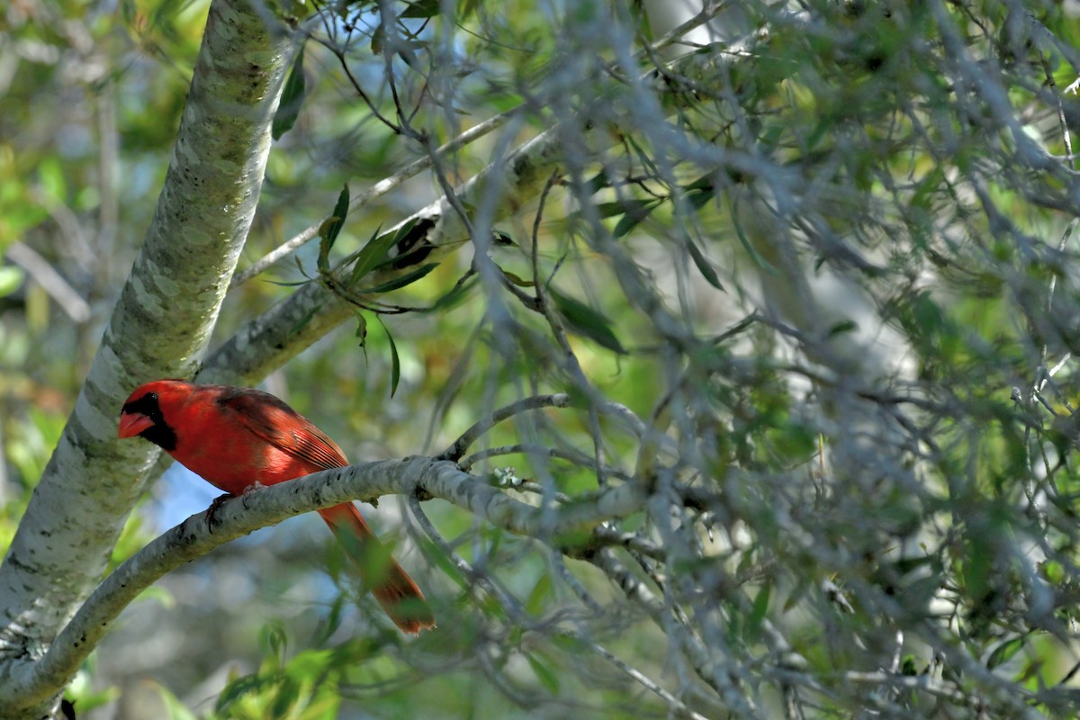 Northern Cardinal - ML617259086