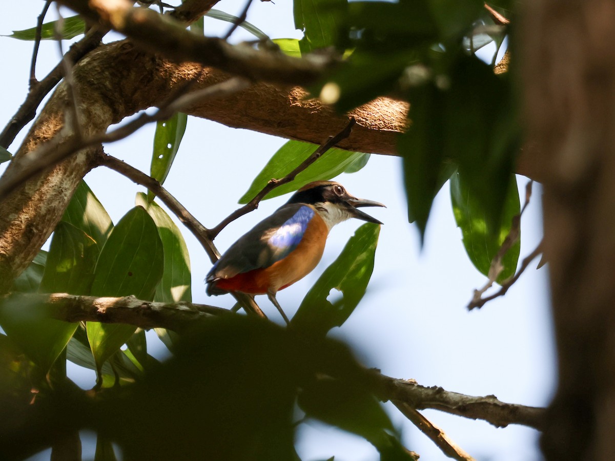 Mangrove Pitta - ML617259094