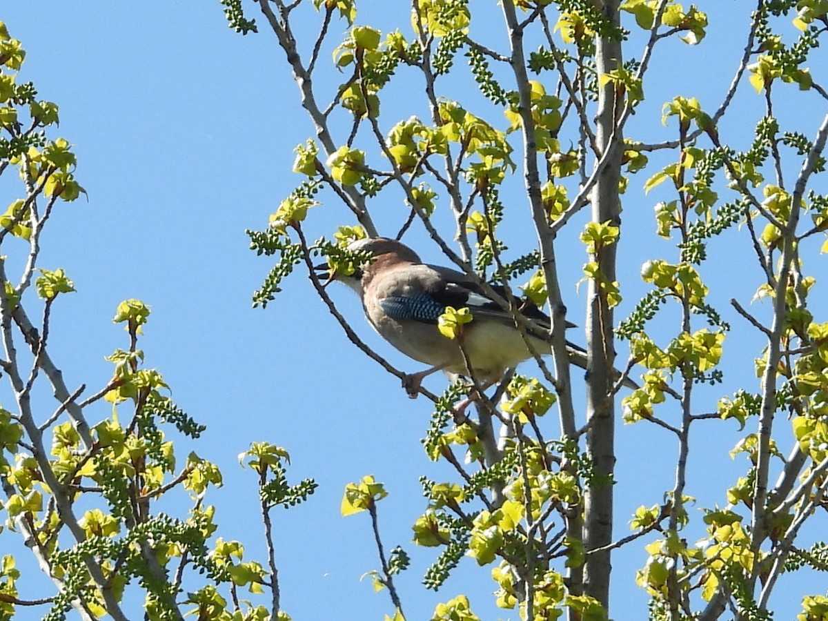 Eurasian Jay - ML617259106