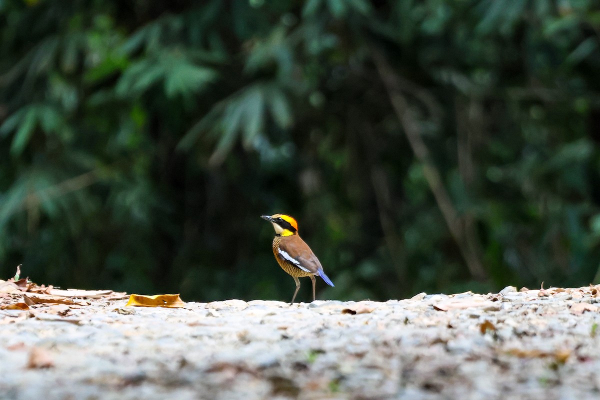 Malayan Banded-Pitta - Pachara Promnopwong