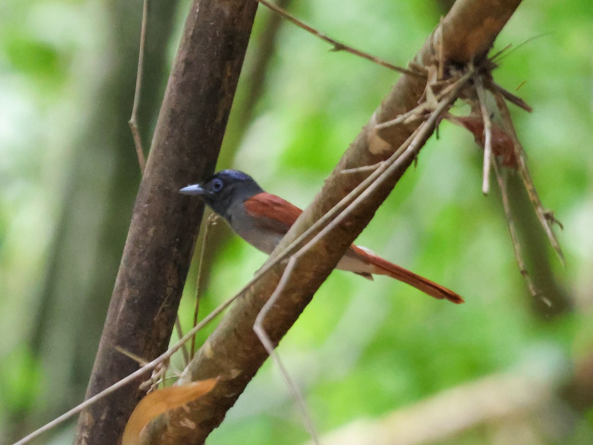 Blyth's Paradise-Flycatcher - ML617259135