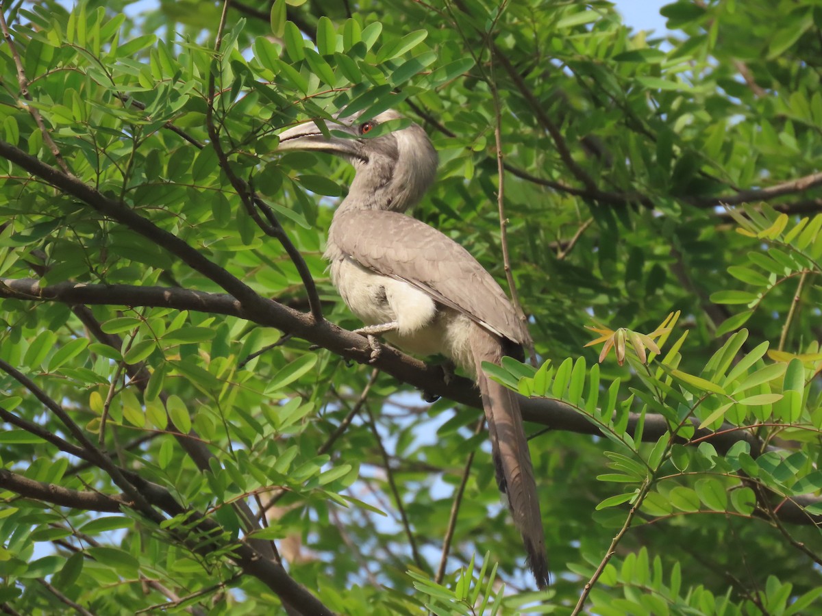 Indian Gray Hornbill - Nirmal Kumar