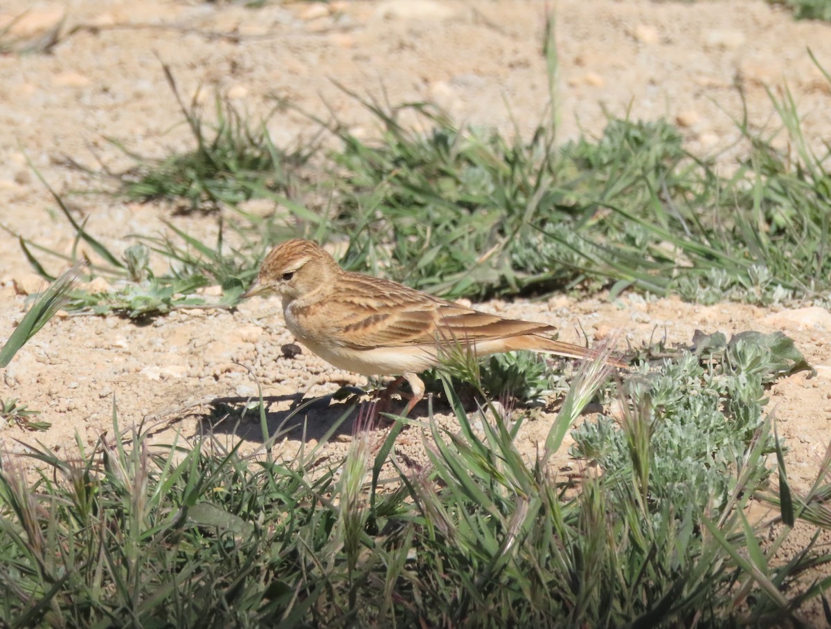 Greater Short-toed Lark - Juan Castejón