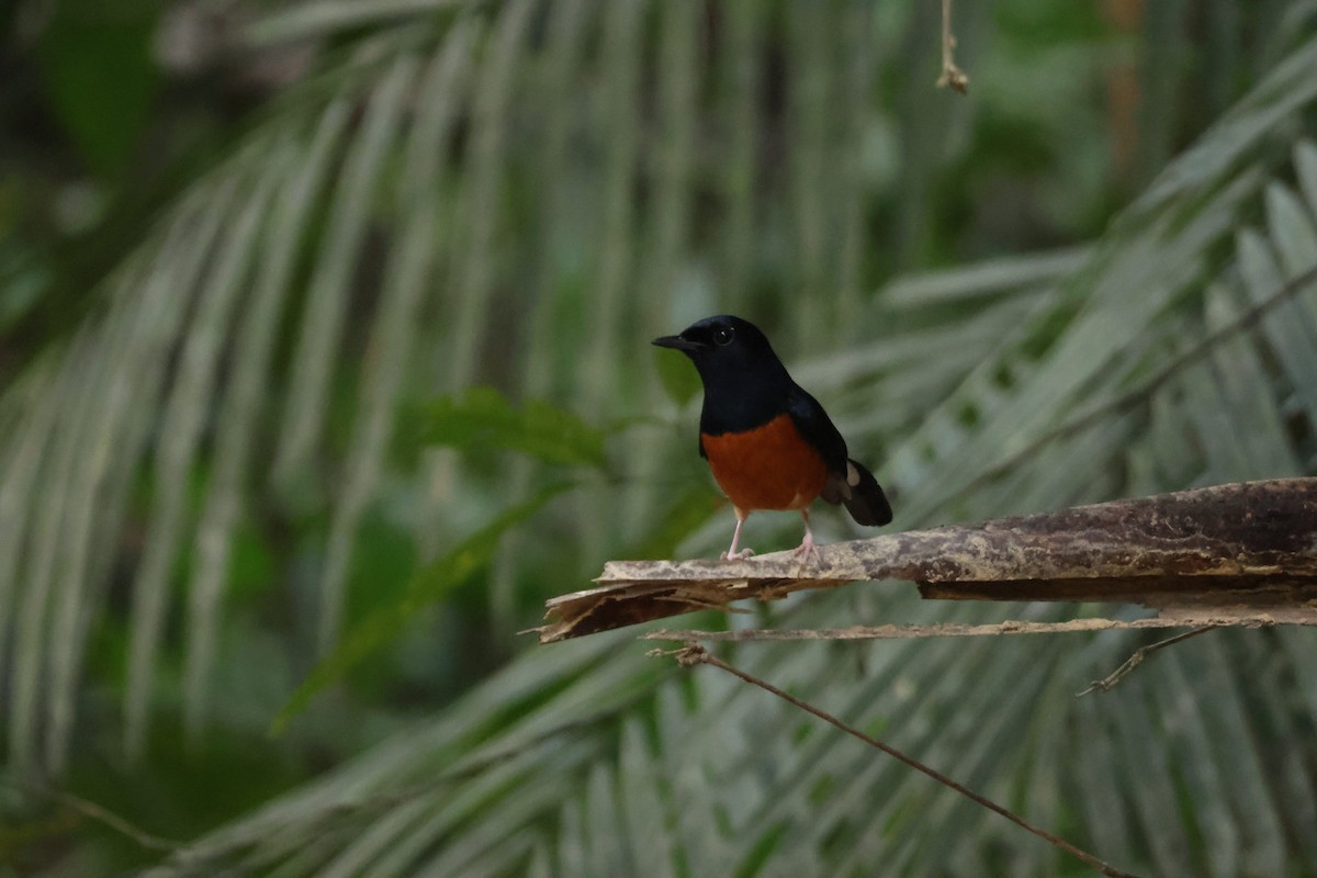 White-rumped Shama - Pachara Promnopwong