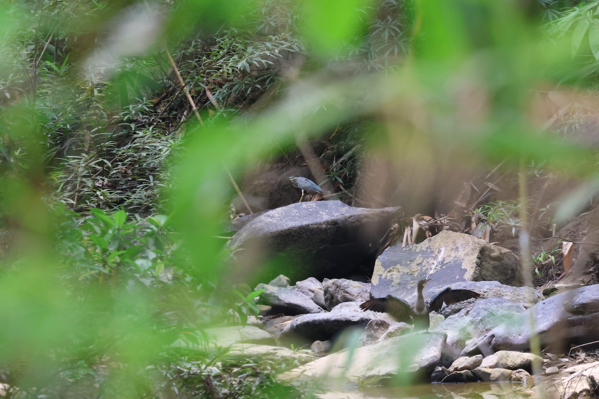 Striated Heron - Pachara Promnopwong