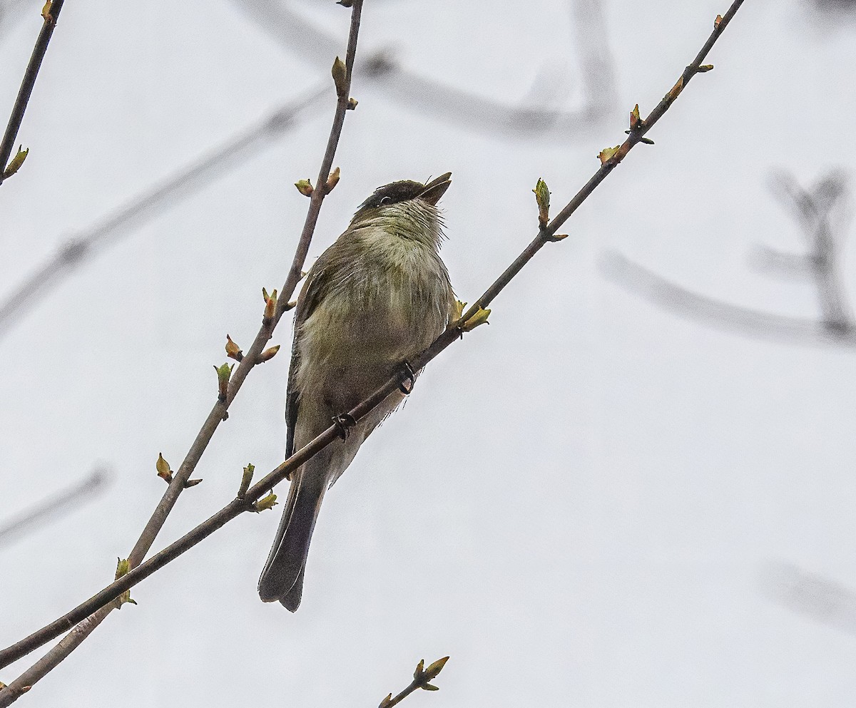 Eastern Phoebe - ML617259180