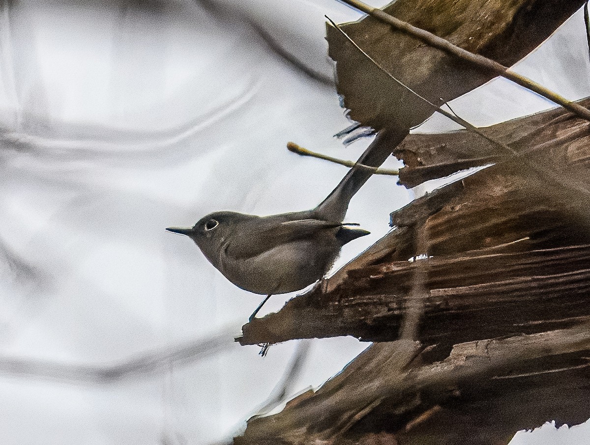 Blue-gray Gnatcatcher - Bert Filemyr