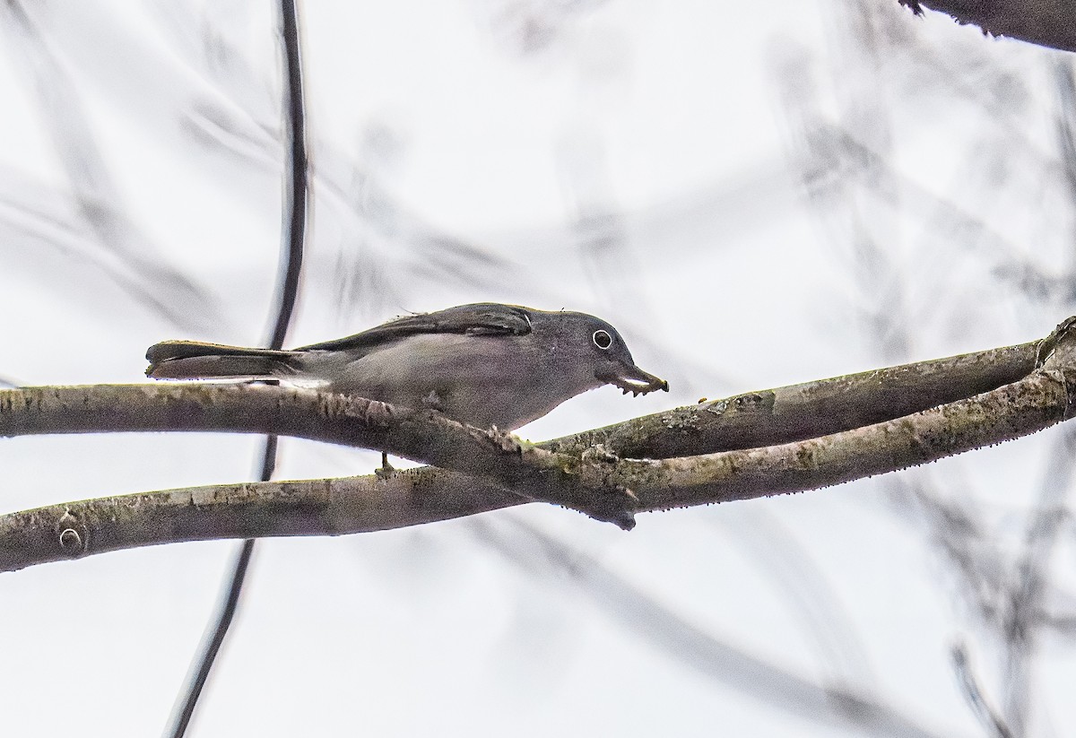 Blue-gray Gnatcatcher - ML617259187