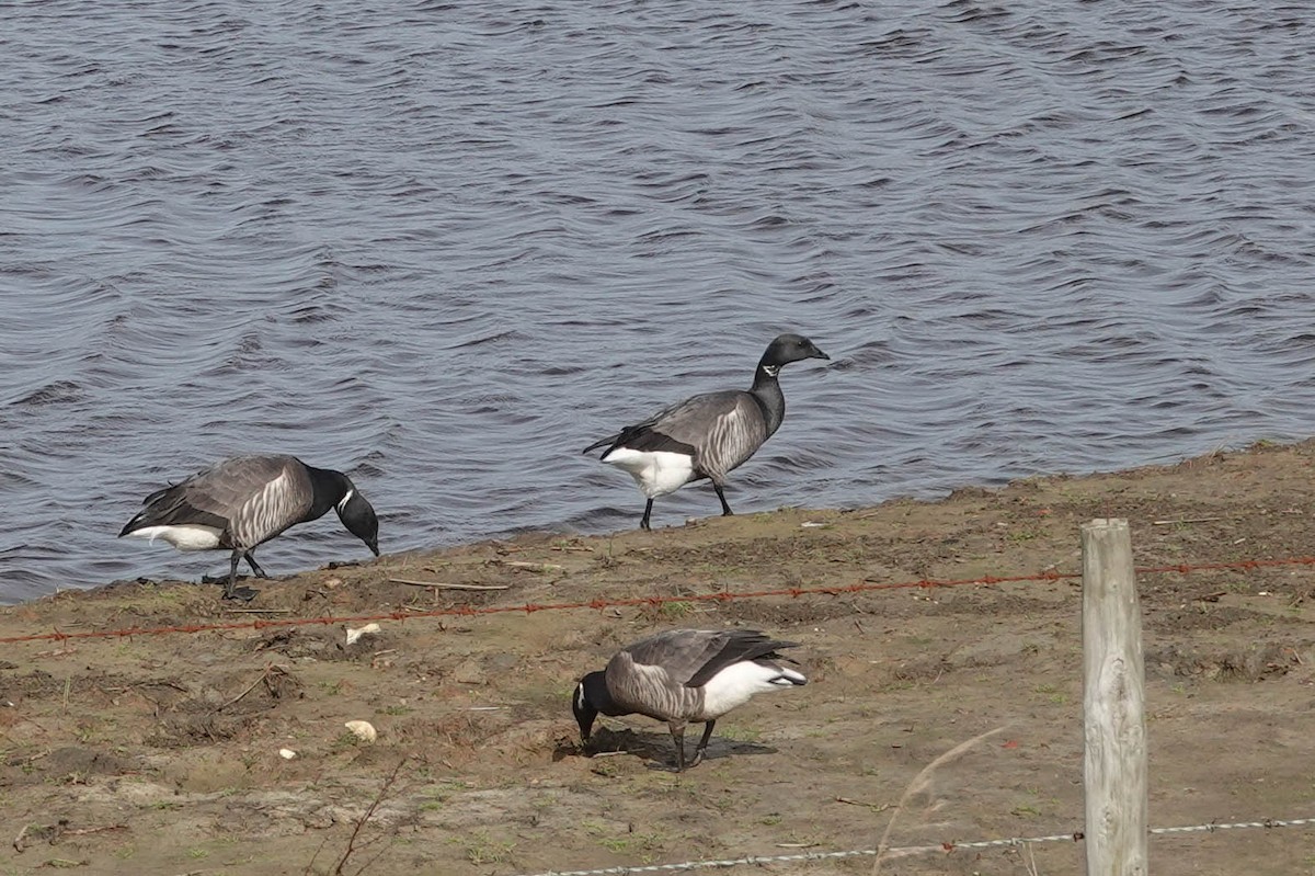 Barnacla Carinegra - ML617259188