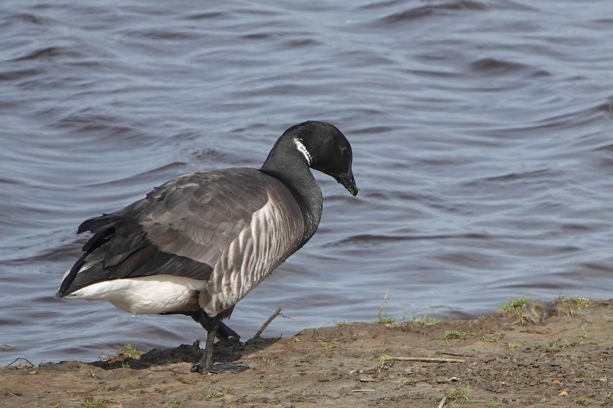 Barnacla Carinegra - ML617259189