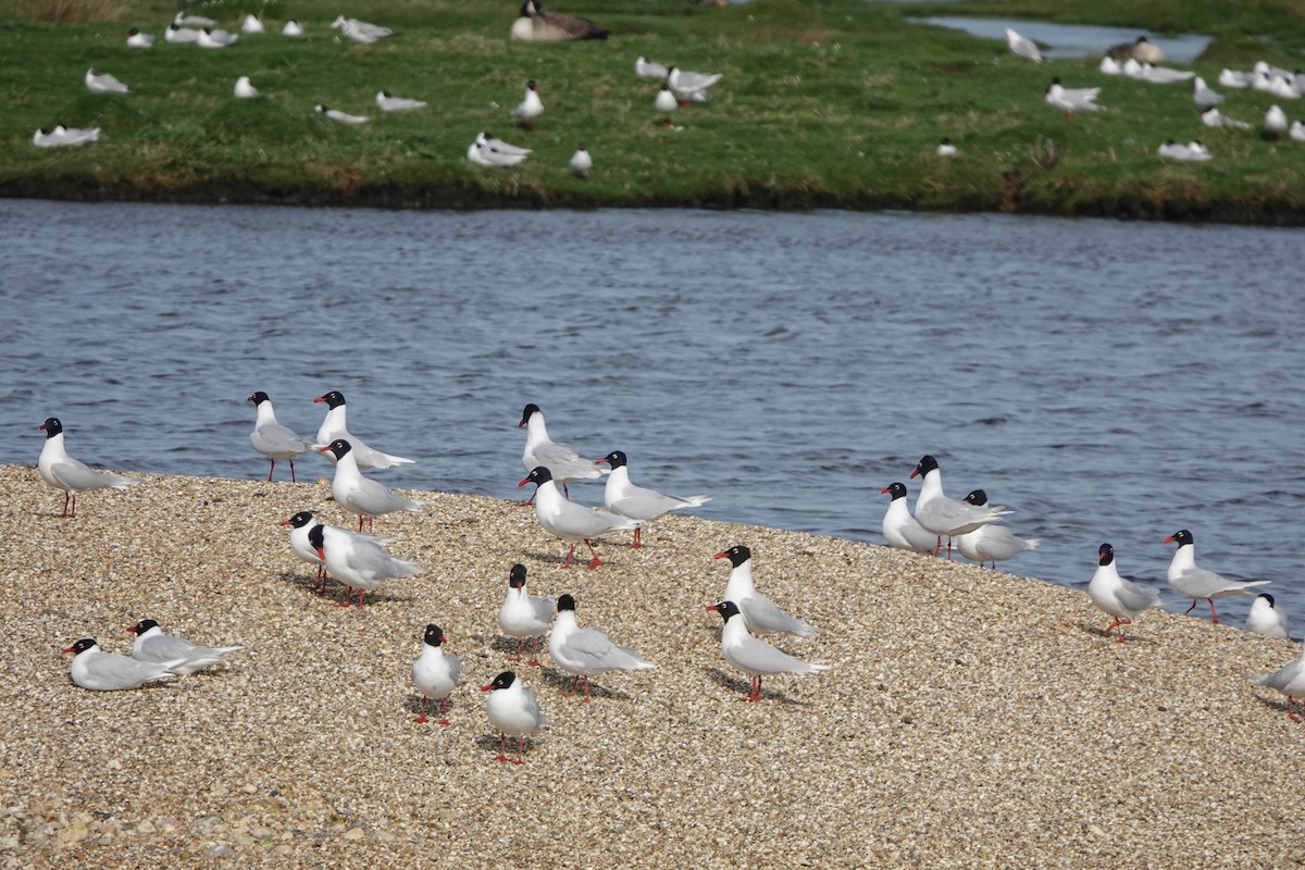 Mediterranean Gull - Robert Wright