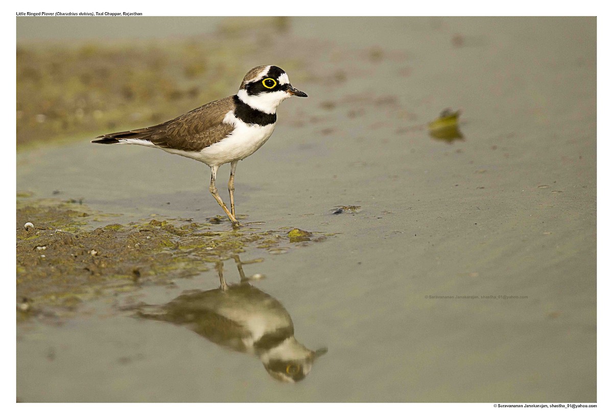 Little Ringed Plover - ML617259201