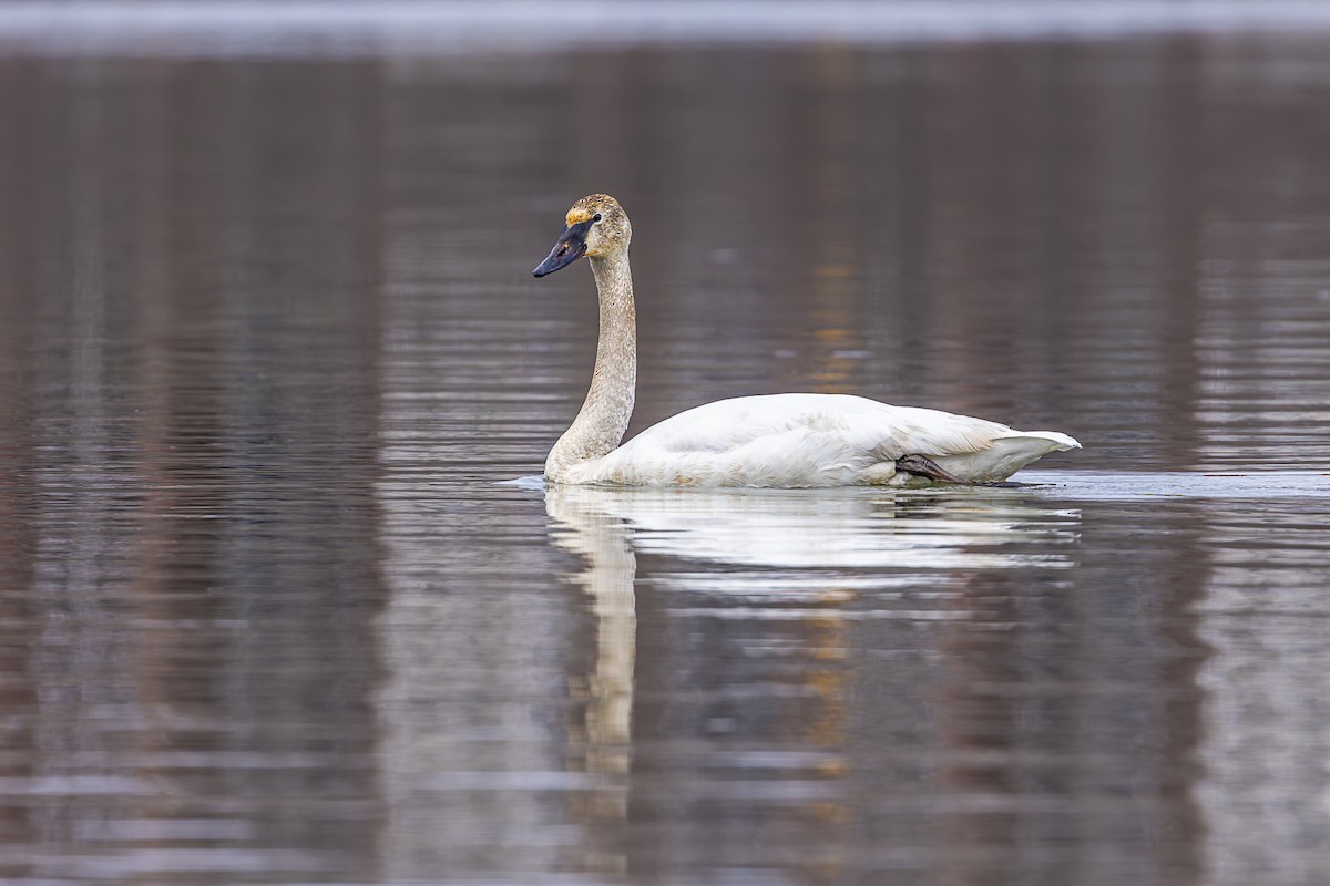 Trumpeter Swan - Lucie Gendron