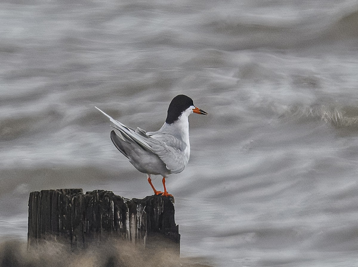 Forster's Tern - ML617259238