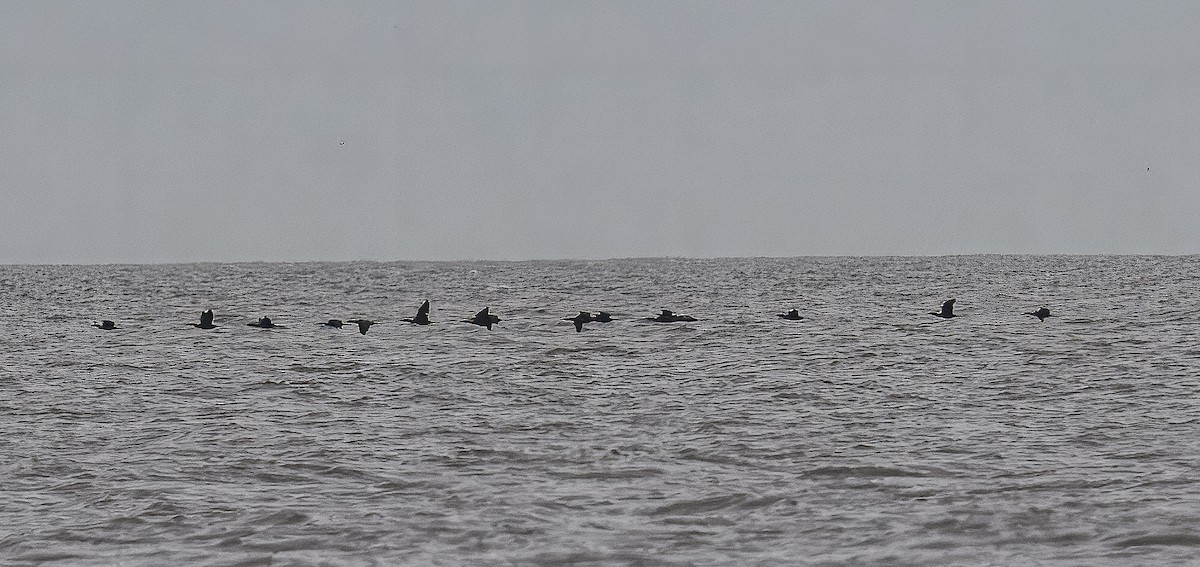 Double-crested Cormorant - ML617259252