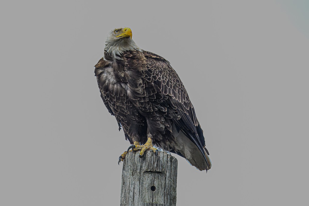 Bald Eagle - ML617259278