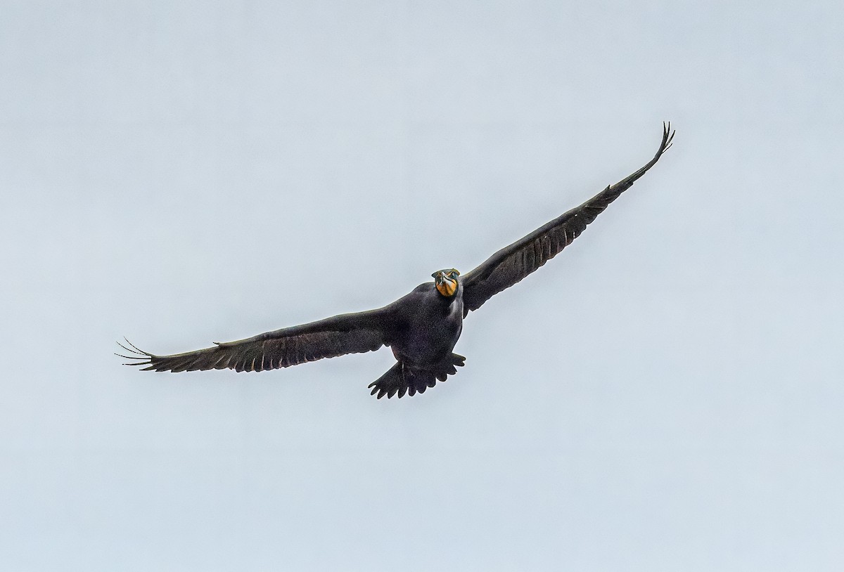 Double-crested Cormorant - ML617259296