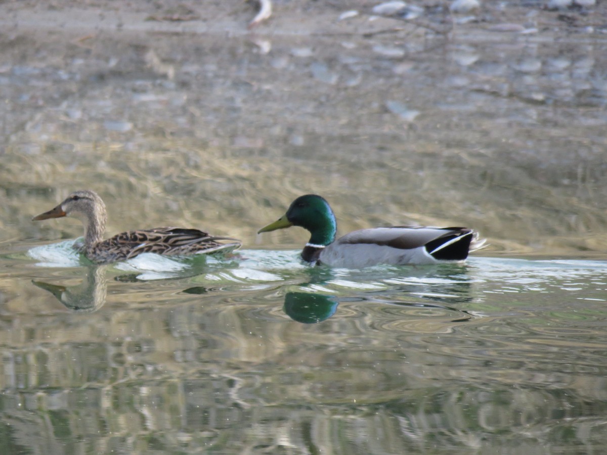 Canard colvert - ML617259323