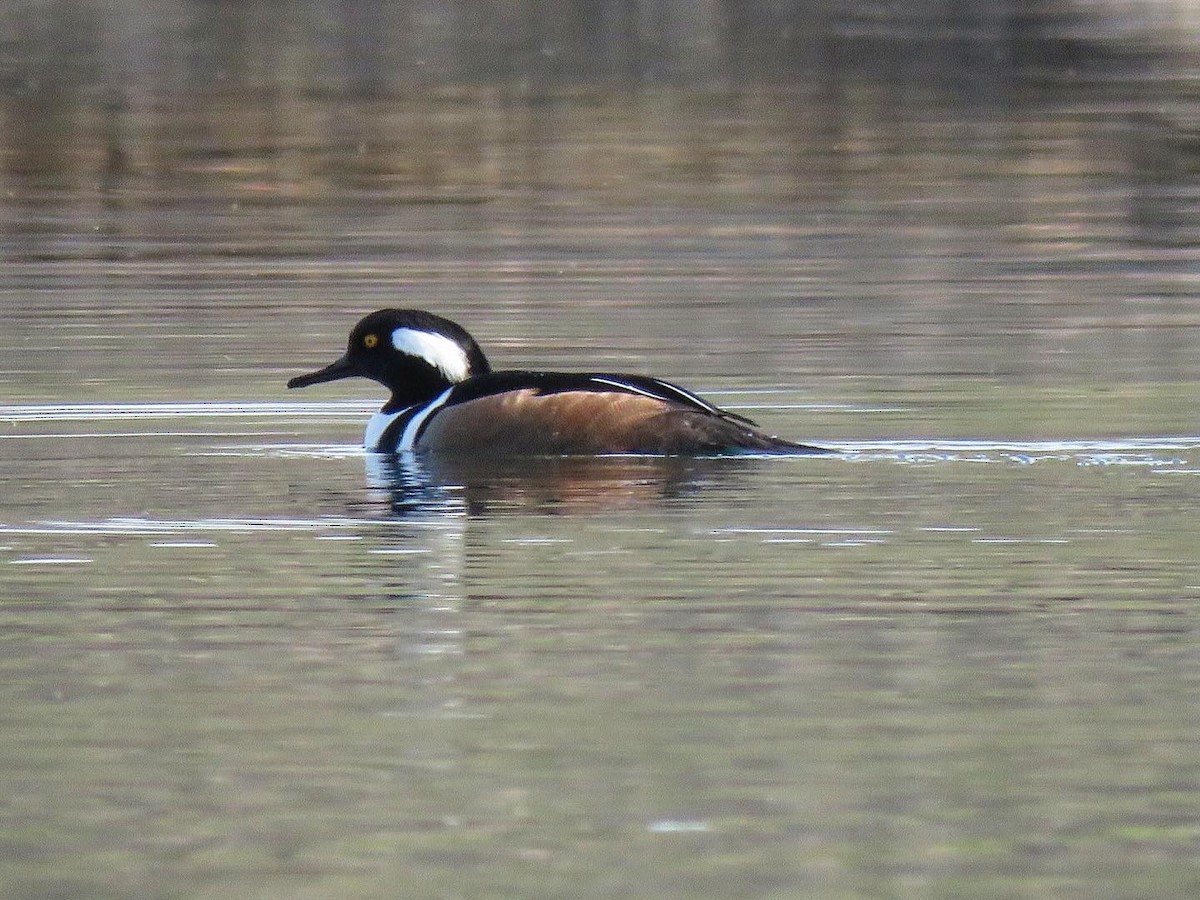 Hooded Merganser - ML617259330