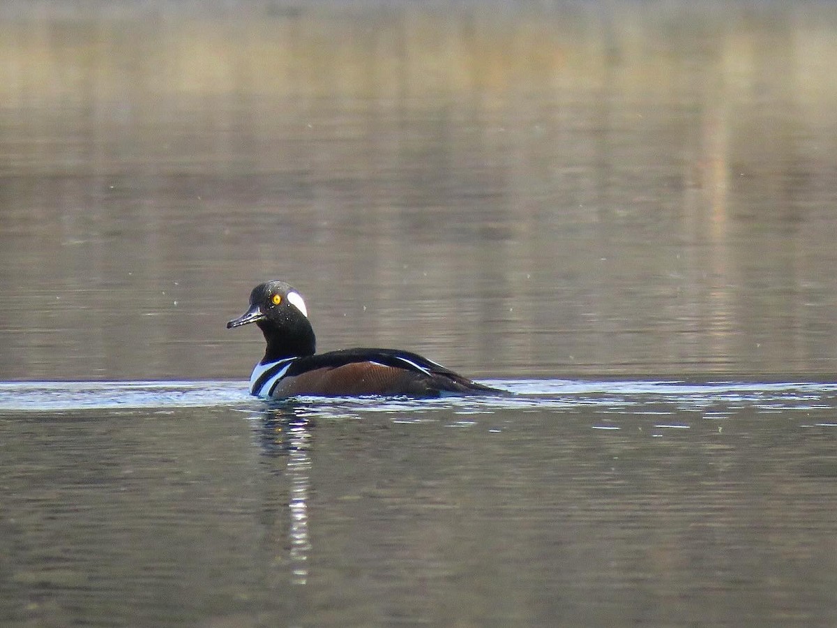 Hooded Merganser - ML617259331