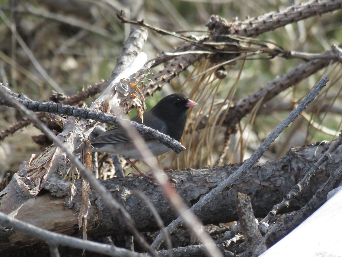 Dark-eyed Junco - ML617259348