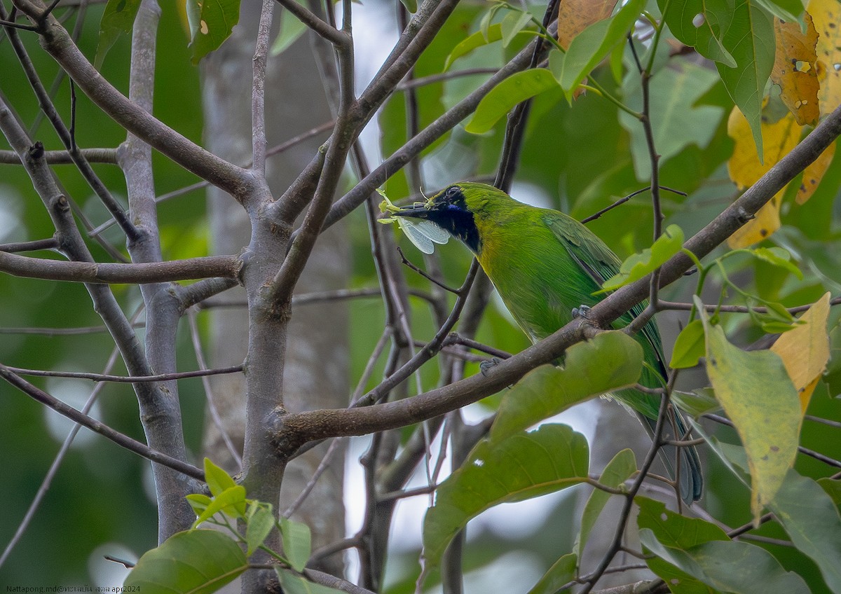 Lesser Green Leafbird - Nattapong Banhomglin