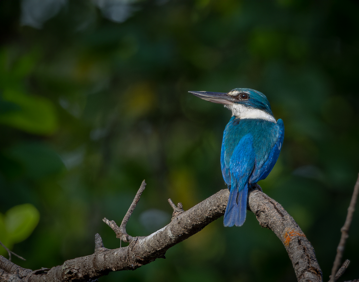 Collared Kingfisher - ML617259373