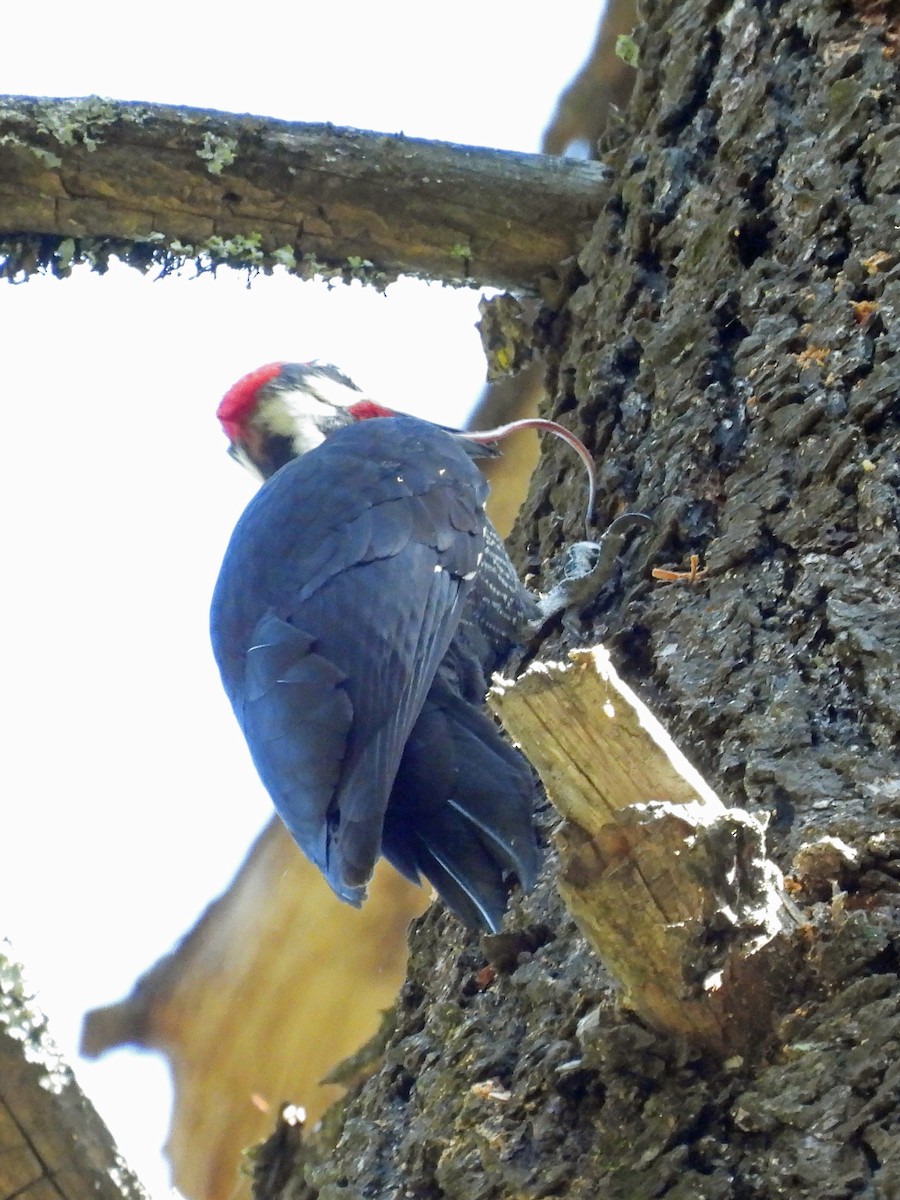 Pileated Woodpecker - ML617259374