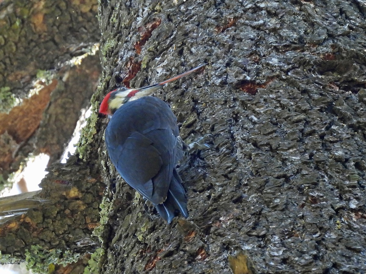 Pileated Woodpecker - ML617259383