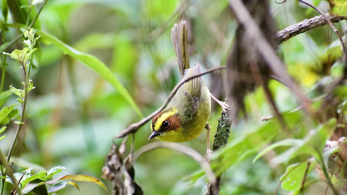 Golden-browed Warbler - ML617259384